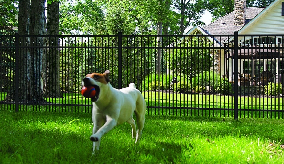 Best Fences For Dogs Pet Friendly